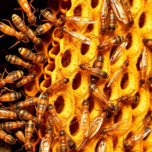termites-640x480-72856244.jpeg