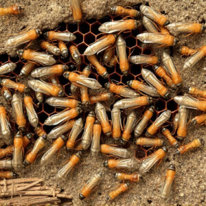 termites-640x480-94871955.jpeg