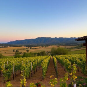 vineyards-in-sonoita-640x480-33691125.jpeg