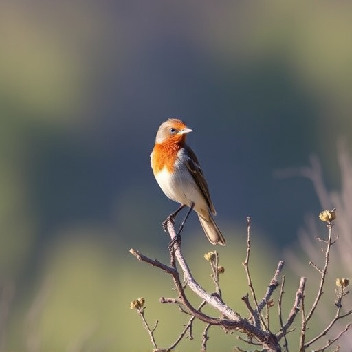 birding-in-southern-arizona-640x480-25305021.jpeg