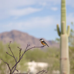 birding-in-southern-arizona-640x480-73760709.jpeg