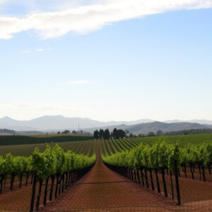 sonoita-vineyards-640x480-39624155.jpeg