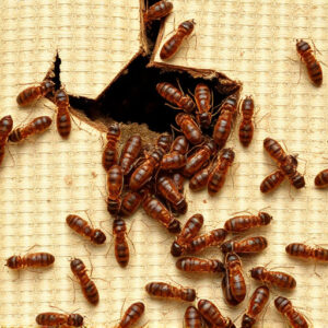 termites-640x480-17623080.jpeg