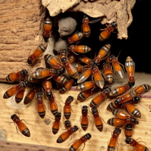 termites-640x480-35948770.jpeg