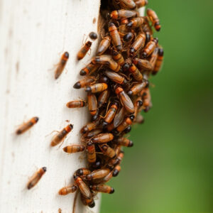 termites-640x480-39090584.jpeg