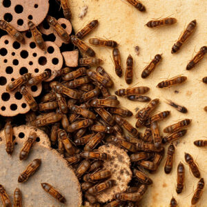 termites-640x480-41498817.jpeg