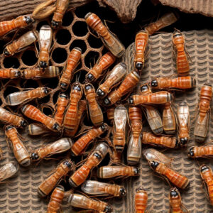 termites-640x480-51356398.jpeg