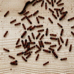 termites-640x480-57527934.jpeg