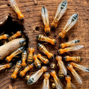 termites-640x480-60845839.jpeg