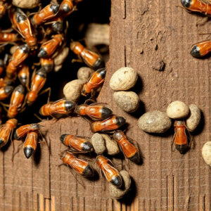 termites-640x480-61789526.jpeg