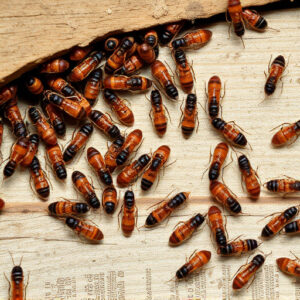 termites-640x480-66451184.jpeg
