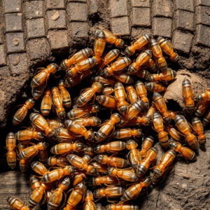 termites-640x480-92092512.jpeg