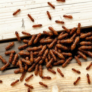 termites-640x480-96125337.jpeg