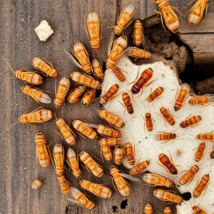 termites-640x480-98049118.jpeg