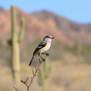 birding-in-southern-arizona-640x480-81327615.jpeg