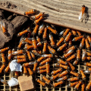 termites-640x480-4163923.jpeg