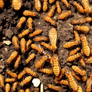 termites-640x480-5501153.jpeg