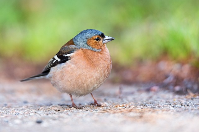 birding in southern Arizona