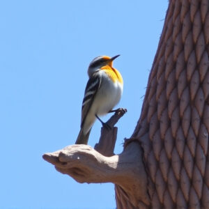 birding-in-southern-arizona-640x480-48481871.jpeg