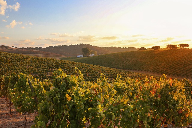 southern arizona wineries