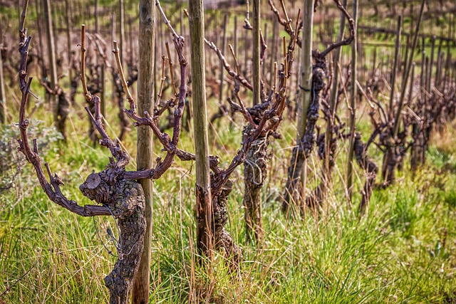 winery sonoita az