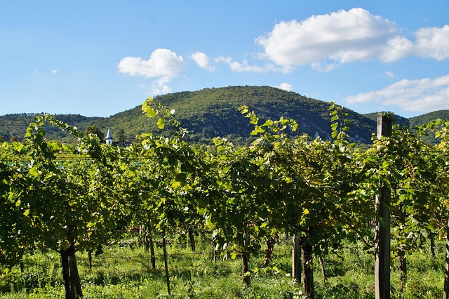 sonoita vineyards