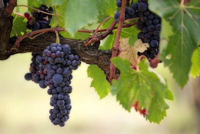 sonoita vineyards