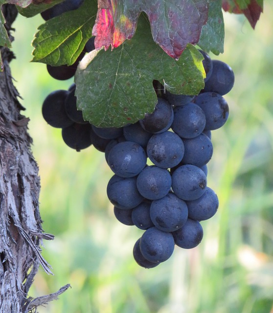 vineyards in sonoita