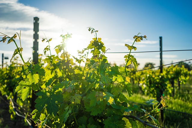 winery sonoita az