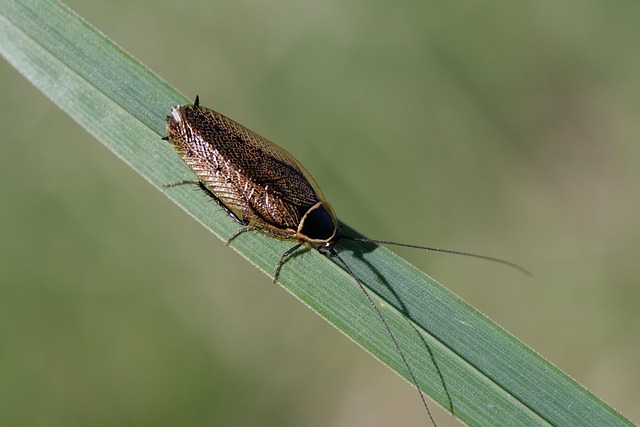 cockroach