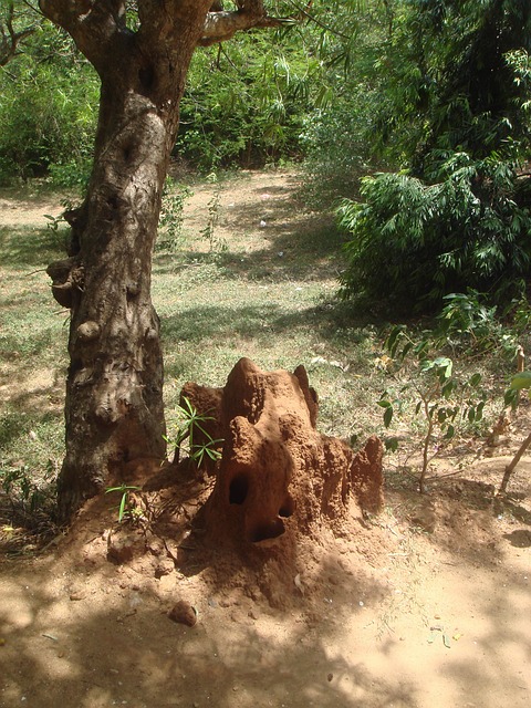 termites