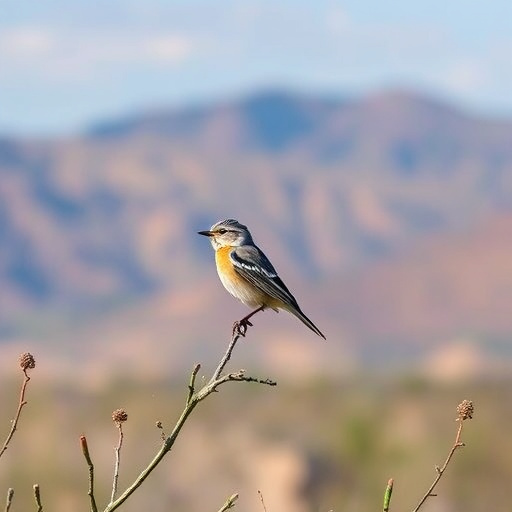 birding in southern Arizona