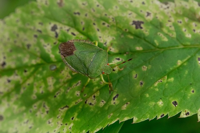 bugs