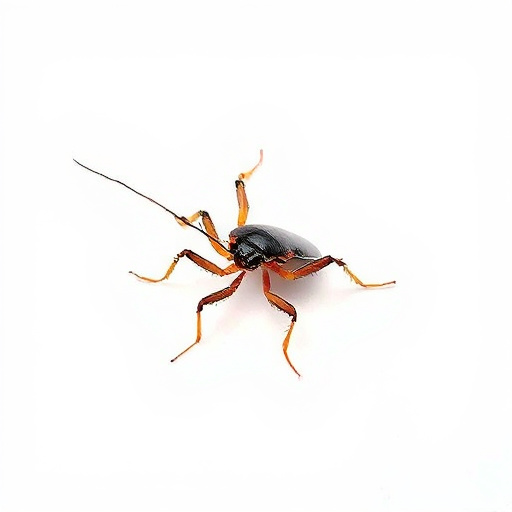 Expert Roach Exterminators in Tucson: Navigating Oro Valley Infestations