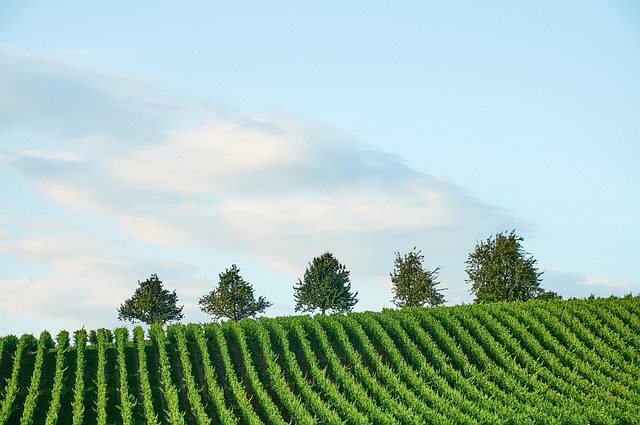 sonoita vineyards