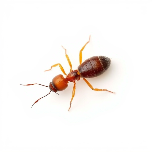 Cost-Effective Termite Control for Tucson Homes