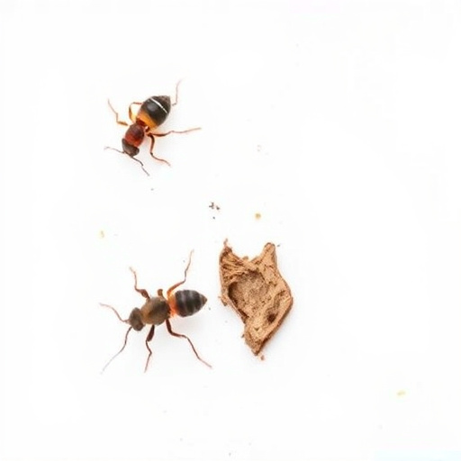 Identifying & Preventing Termite Damage in Tucson Homes