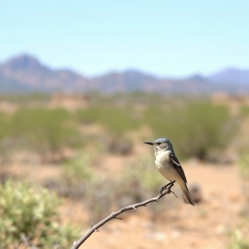 birding in southern Arizona