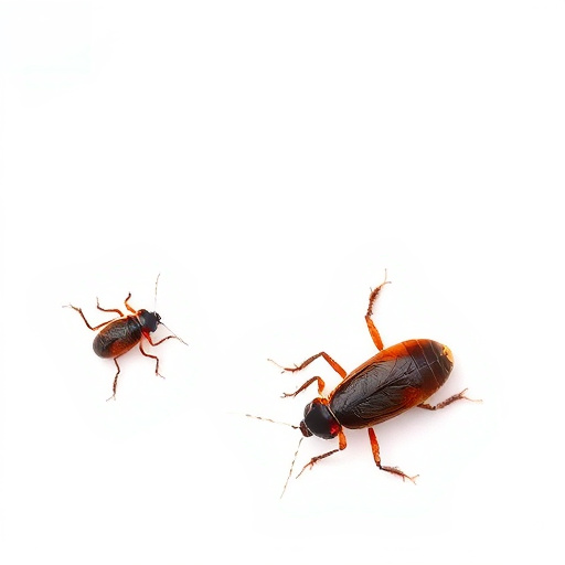 Oro Valley Roach Control: Tucson Exterminator Strategies for Restaurants