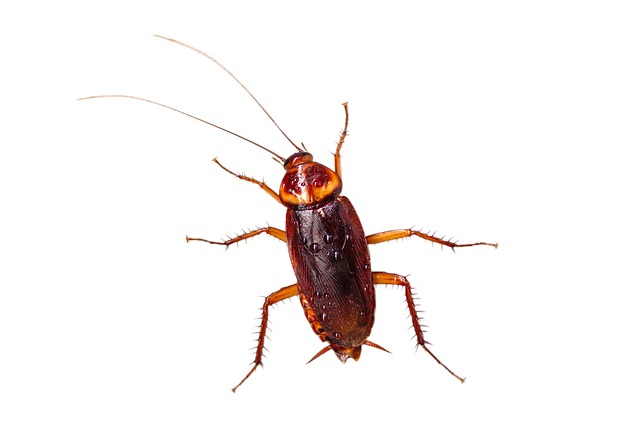 cockroach