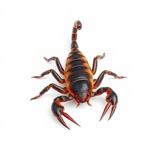 Scorpion Control Tucson: Safe Removal & Natural Deterrents