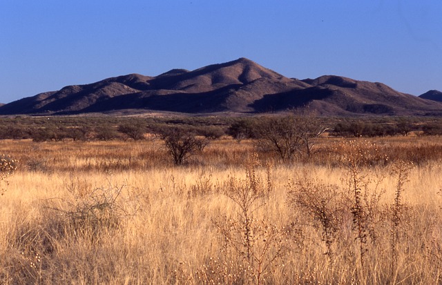 birding in southern Arizona