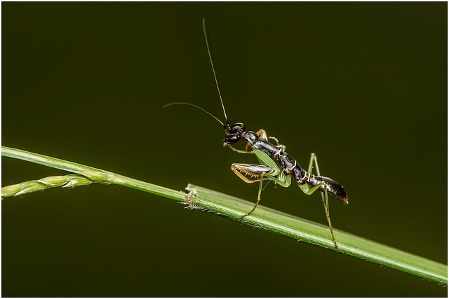 bugs