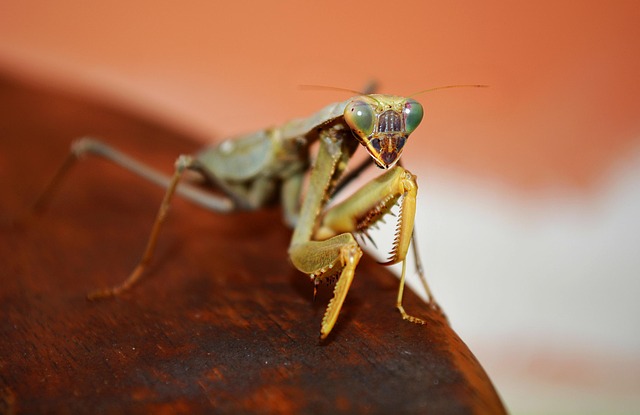 bugs