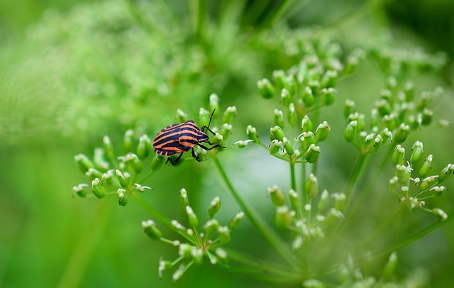 bugs