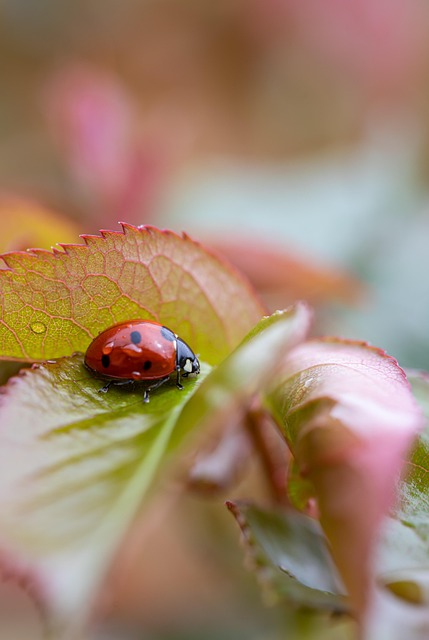 bugs