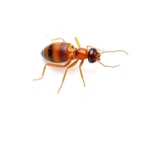 Termite Control Tucson: Damage Prevention & Natural Solutions